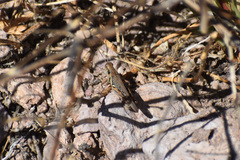 Melanoplinae