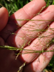 Agrostis perennans