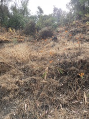 Alstroemeria ligtu simsii