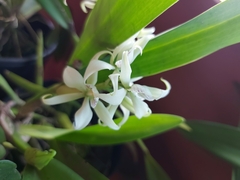 Prosthechea fragrans