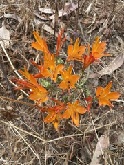 Alstroemeria ligtu simsii
