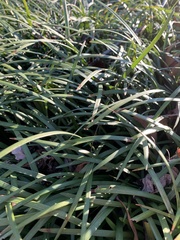 Liriope muscari
