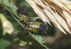 Chelymorpha cassidea