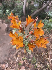 Alstroemeria ligtu simsii