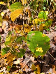 Hamamelis virginiana