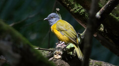 Eucometis penicillata