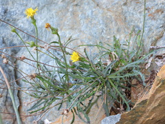 Reichardia picroides