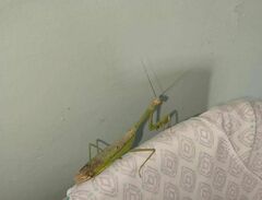 Stagmatoptera