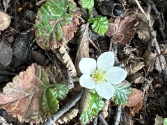 Rubus geoides