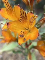Alstroemeria ligtu simsii