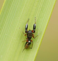 Myrmarachnini