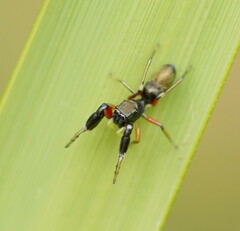 Myrmarachnini