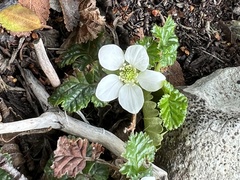 Rubus geoides