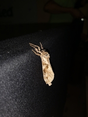 Phassus zapalinamensis