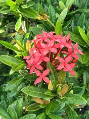Ixora coccinea