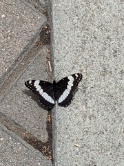 Limenitis weidemeyerii