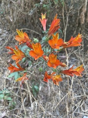Alstroemeria ligtu simsii
