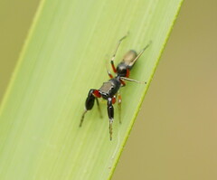 Myrmarachnini