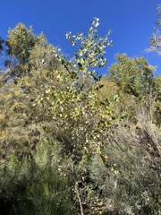 Populus fremontii