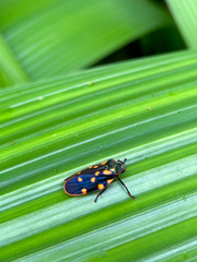 Mahanarva costaricensis