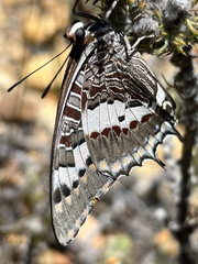 Charaxes pelias
