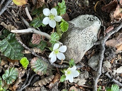 Rubus geoides