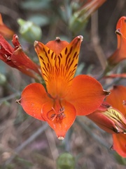 Alstroemeria ligtu simsii