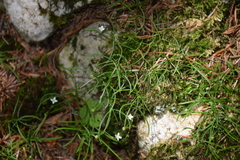Moehringia muscosa