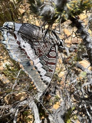 Charaxes pelias