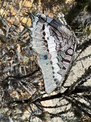 Charaxes pelias