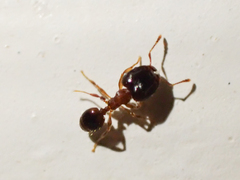 Pheidole navigans