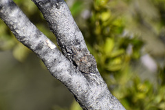 Brochymena