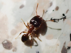 Pheidole navigans