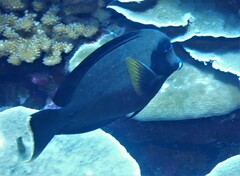 Acanthurus pyroferus