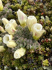 Oxalis enneaphylla