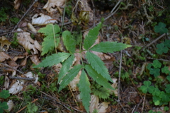 Cardamine glanduligera
