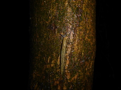 Limacus
