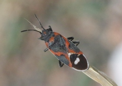 Lygaeus kalmii kalmii