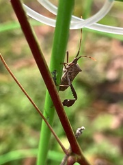 Leptoglossus phyllopus