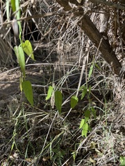 Funastrum heterophyllum