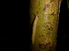 Limacus