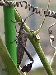 Leptoglossus phyllopus
