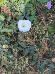 Datura