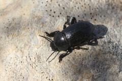 Phylan abbreviatus