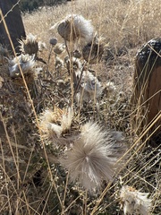 Cirsium ochrocentrum