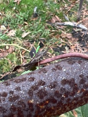 Leptoglossus phyllopus