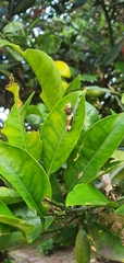 Papilionidae