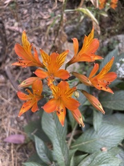 Alstroemeria ligtu simsii