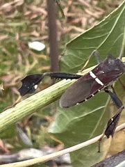Leptoglossus phyllopus