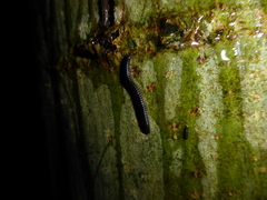 Tachypodoiulus niger